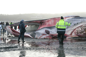 Fin whale's Jawbone, Courtmacsherry, W Cork 17/01/09 � Peter Wilson, IWDG